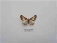 藏品(尺蛾142)的圖片